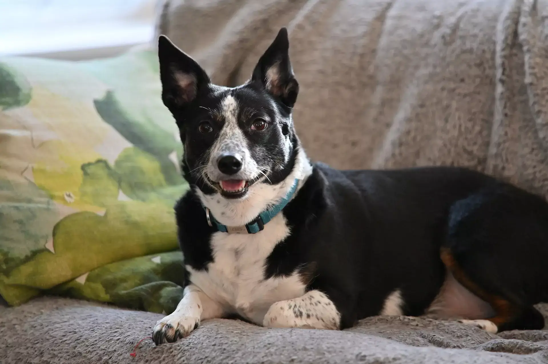 Dog with black and white fur staring straight ahead