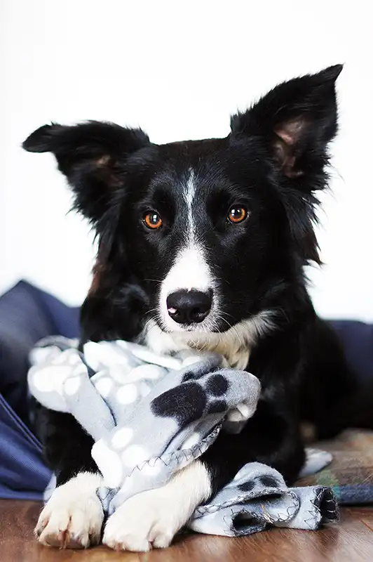 Black and white border collie sitting on a blanket.