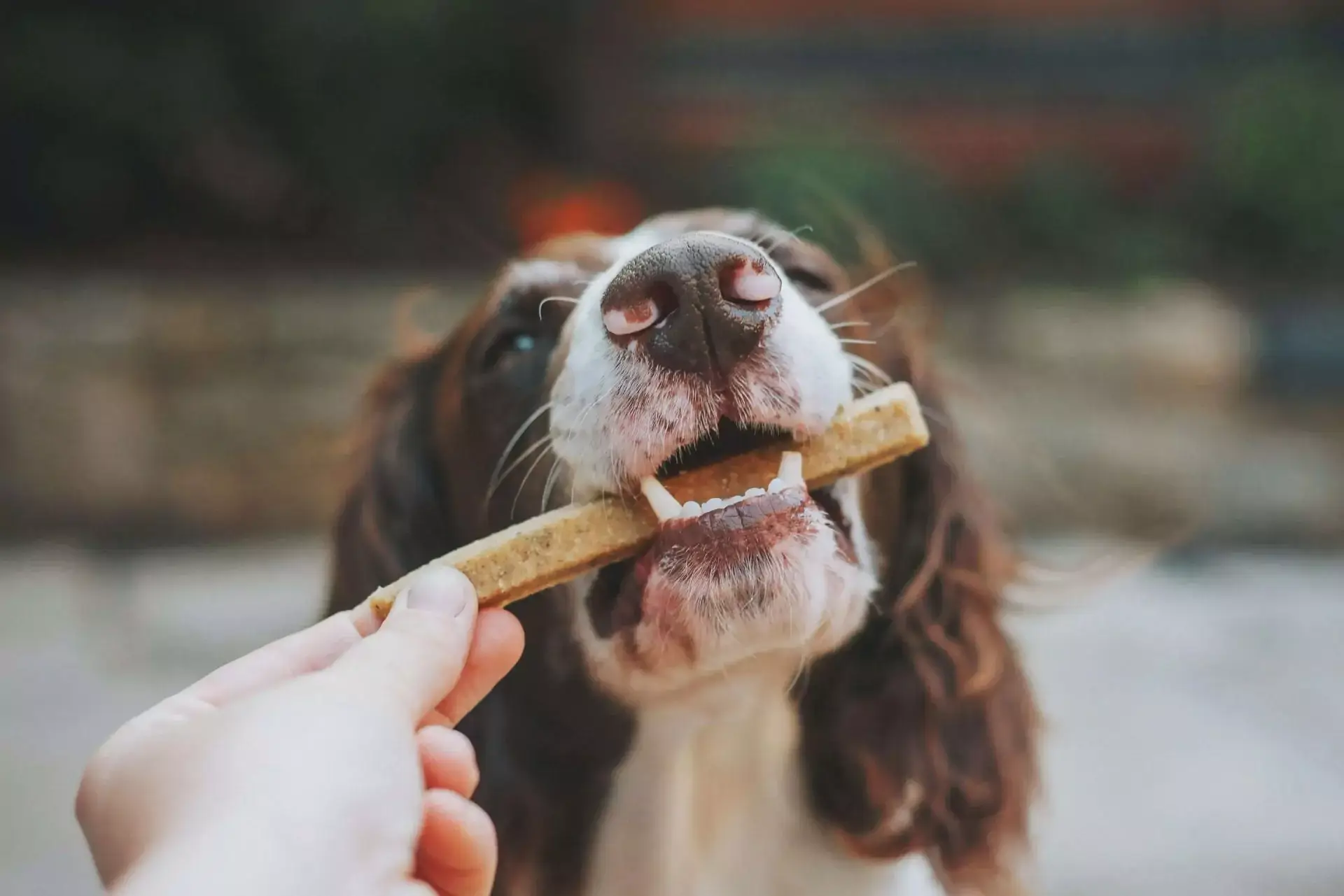 Dog with brown and white fur biting a treat being handed to it