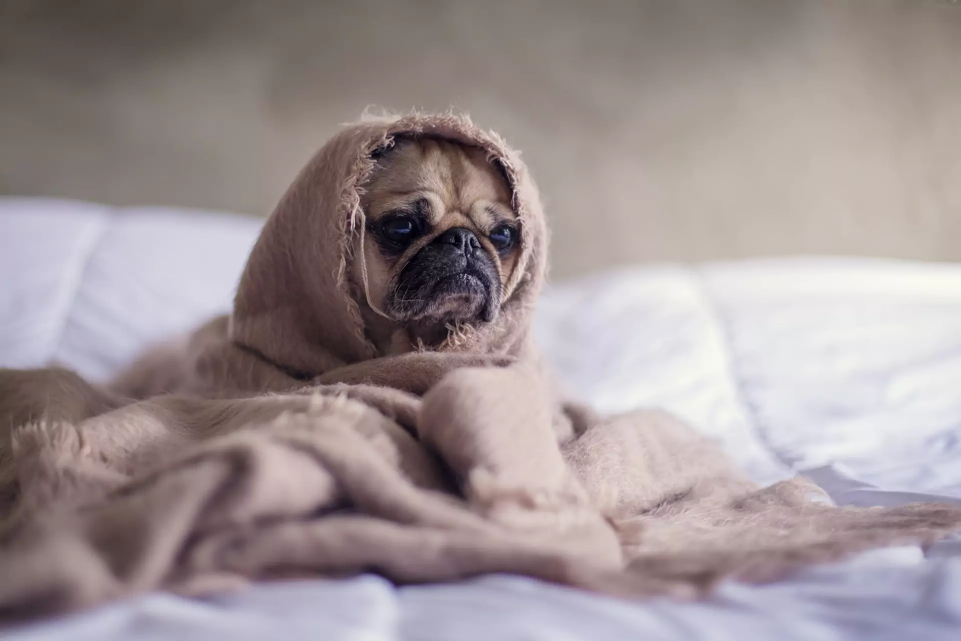 Pug wrapped in a light brown blanket