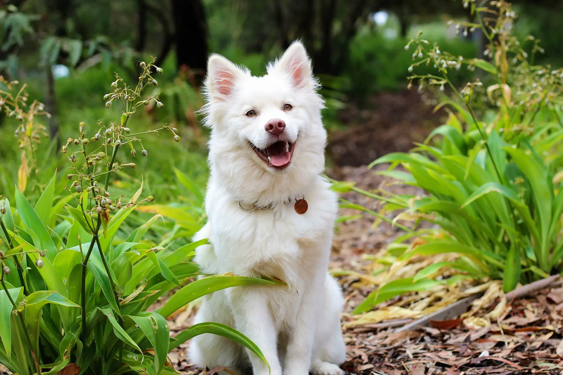 Fluffy white dog panting and happy on a trail