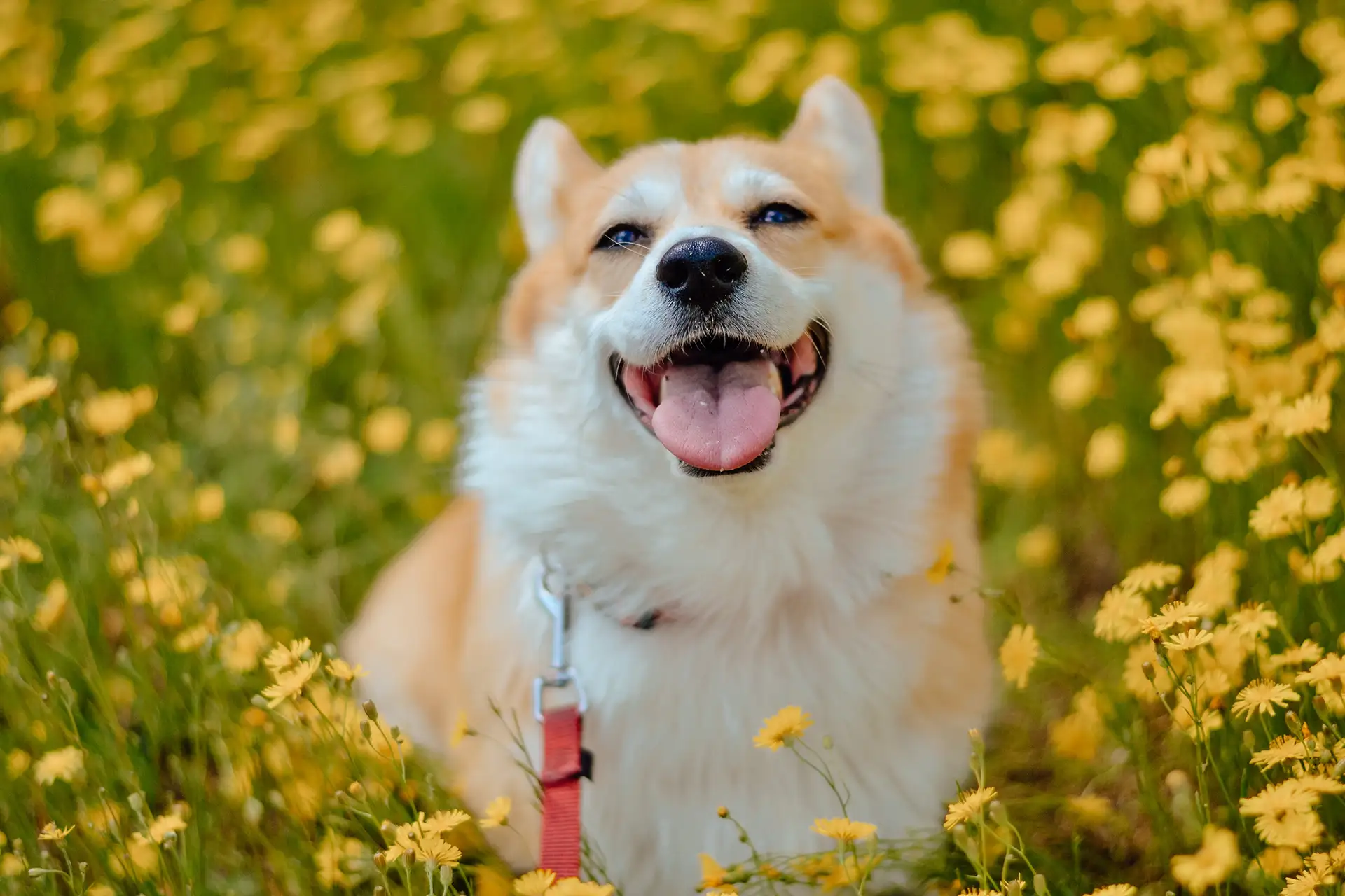 Cute dog in field of dandelions