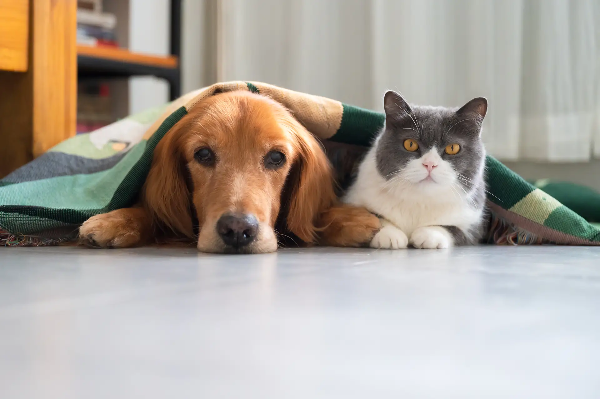 dog and cat together under blanket