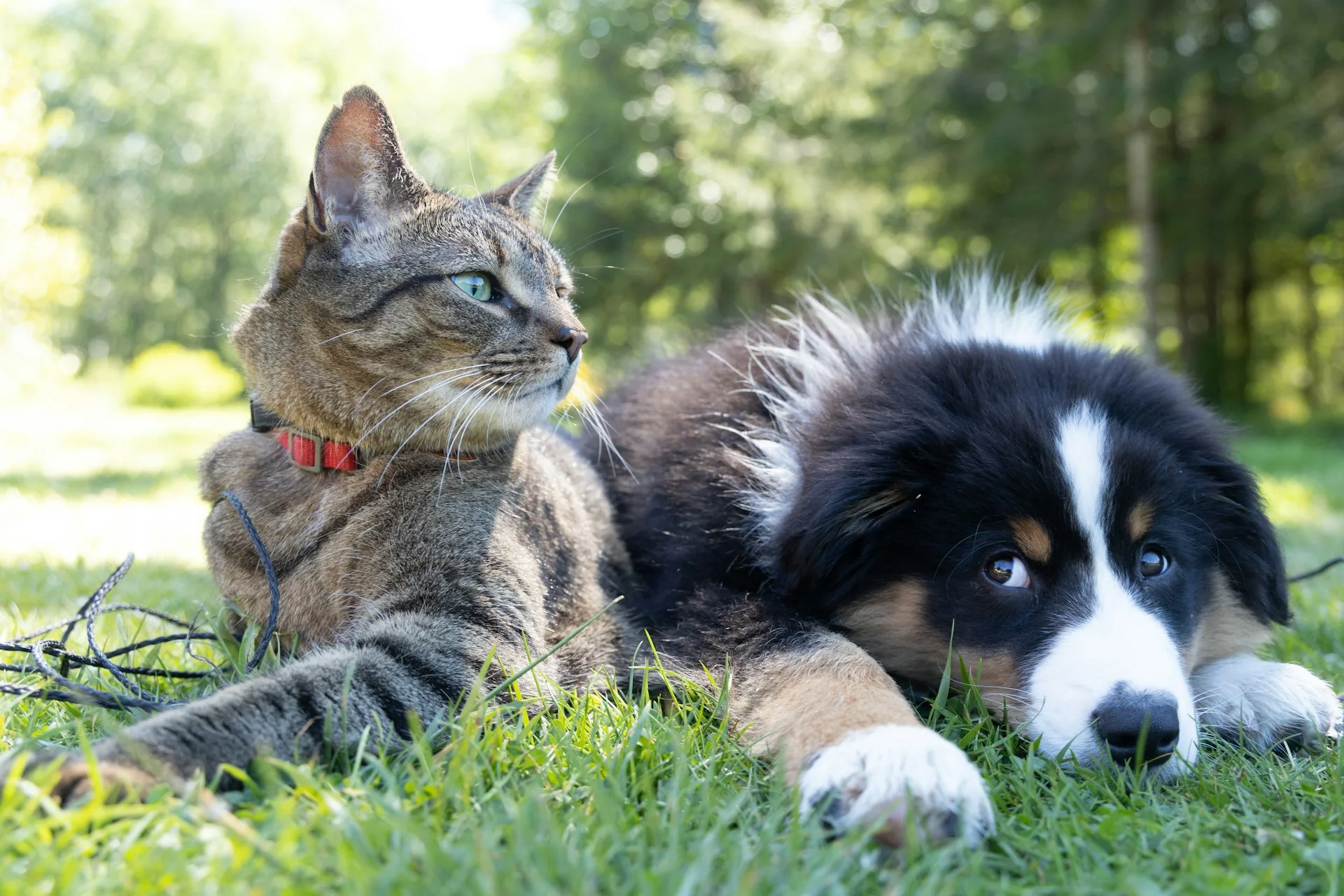 dog and cat in the grass