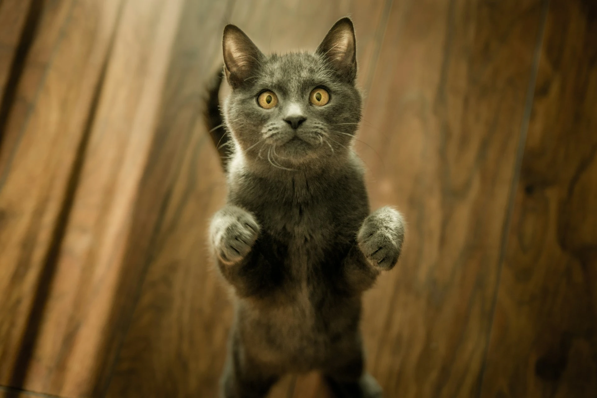 Gray cat standing on back legs