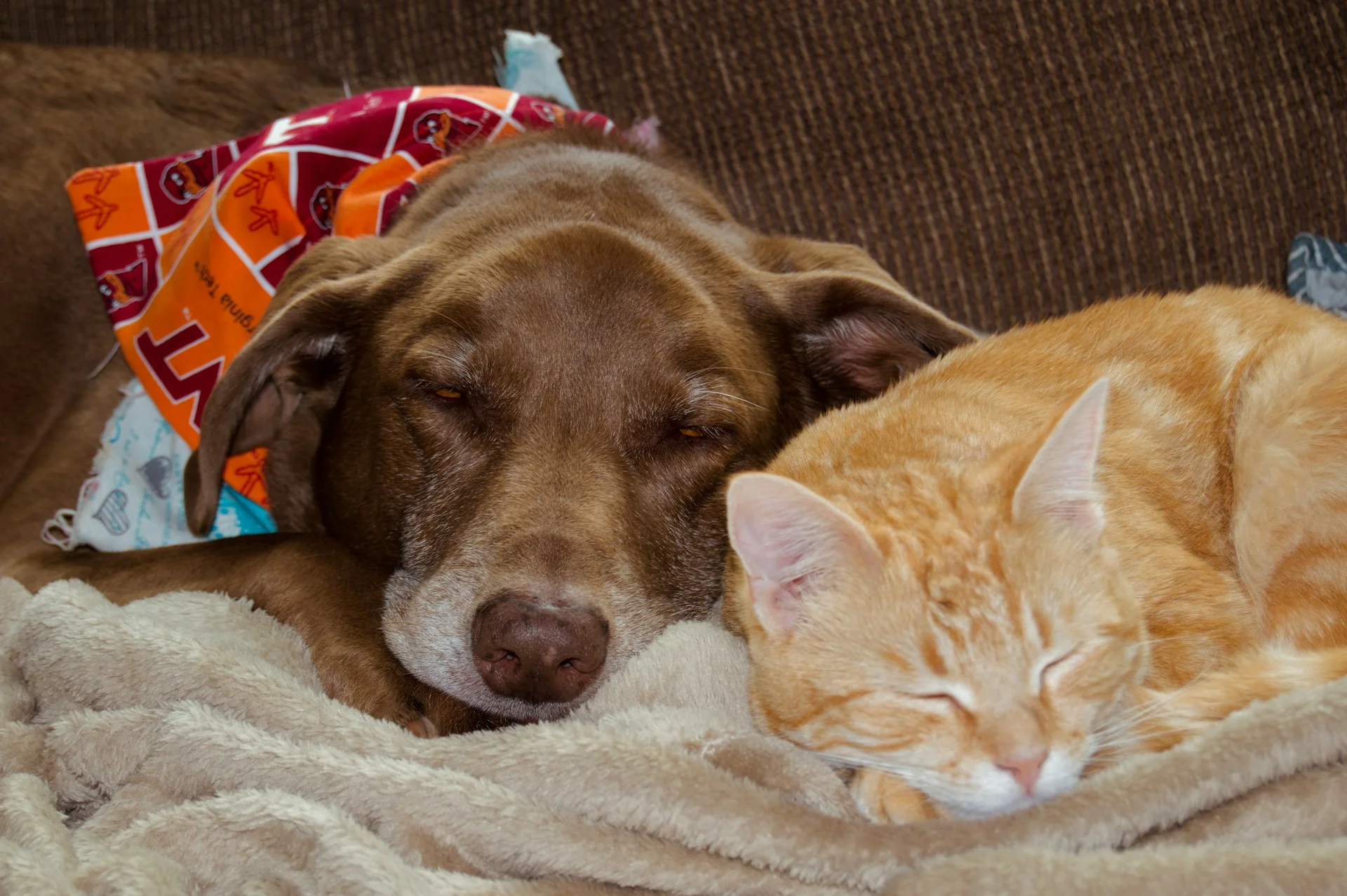 Dog and cat napping