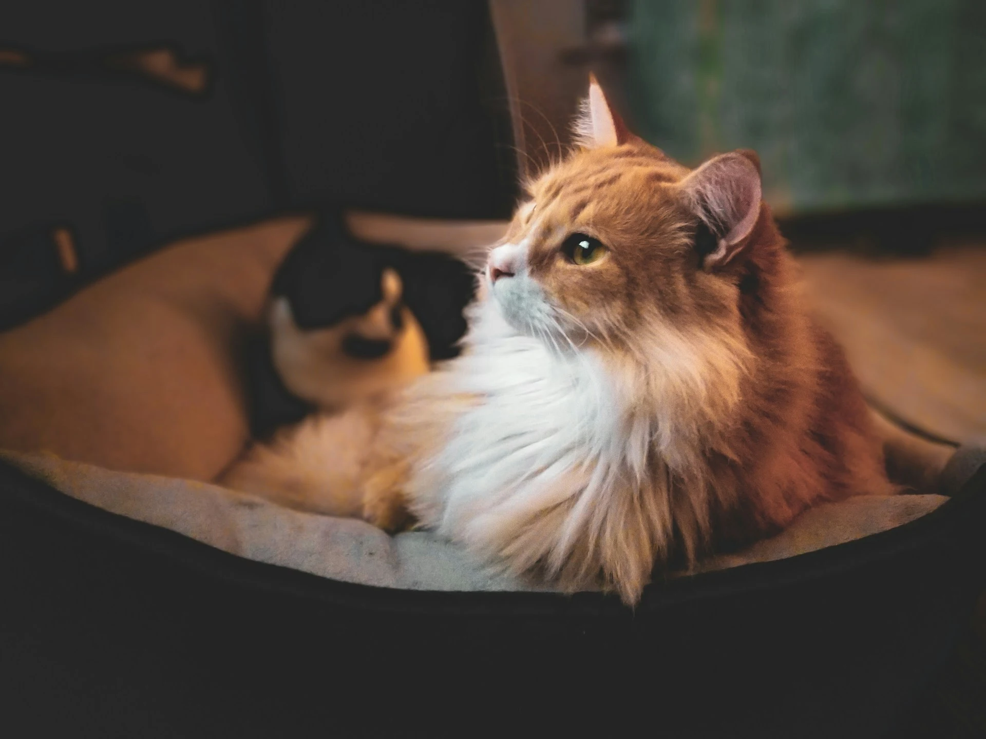 An orange cat lies in a dark bed while another cat is curled up in the background.