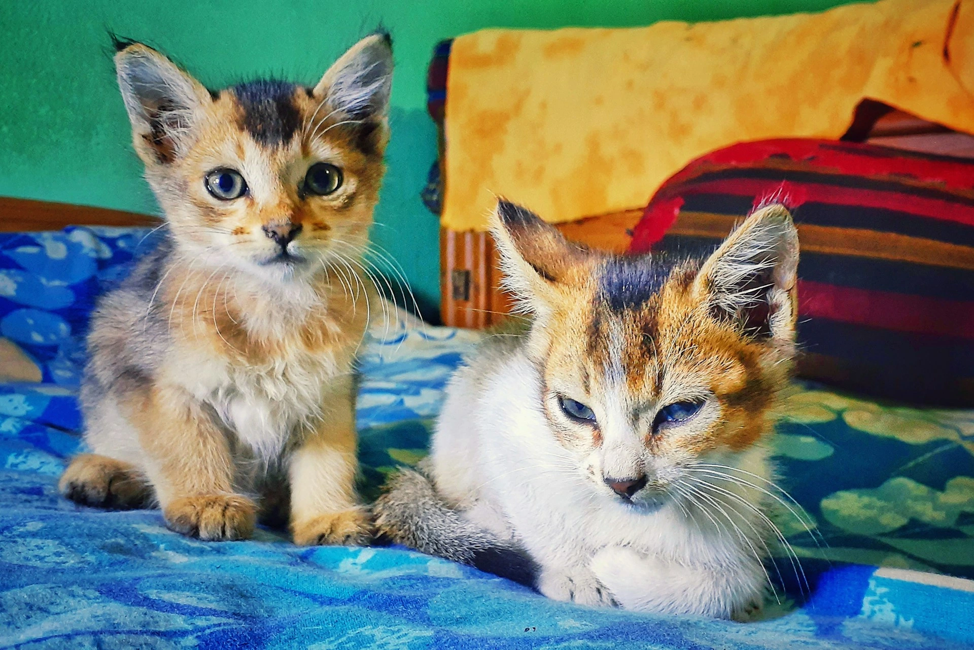 Two calico kittens sit on a blue patterned blanket.