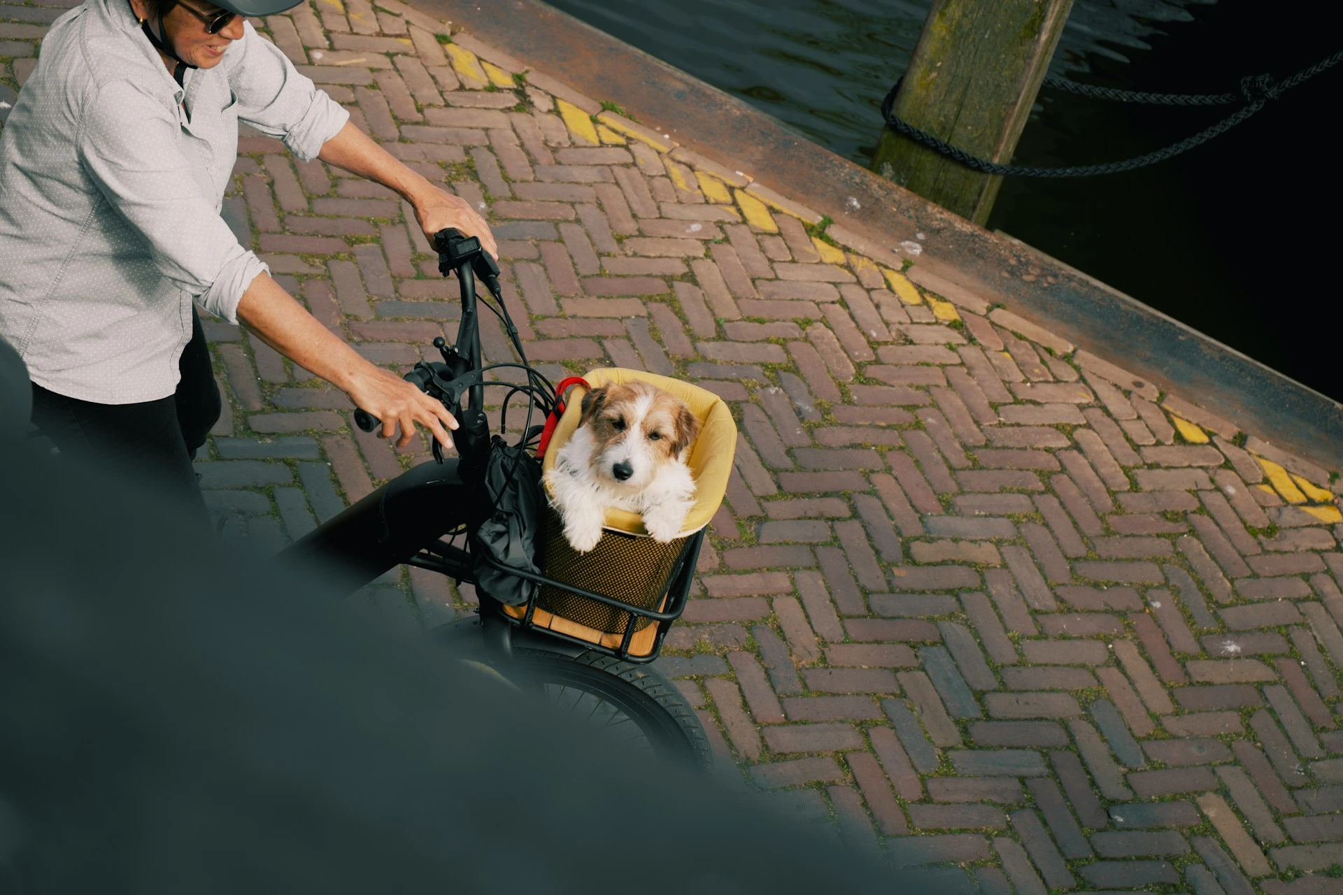 A white and brown dog sits in a yellow-lined basket on the front of a person's bike.