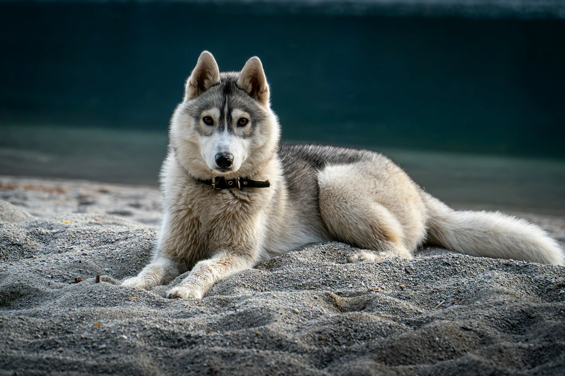A white and gray Siberian Husky dog lies on a sandy beach.