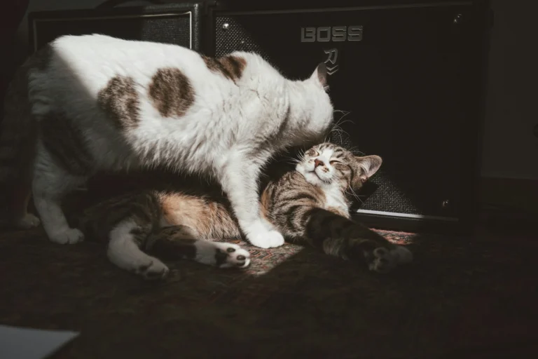 A spotted white cat nuzzles a striped cat with its eyes closed, while they lie on a rug.