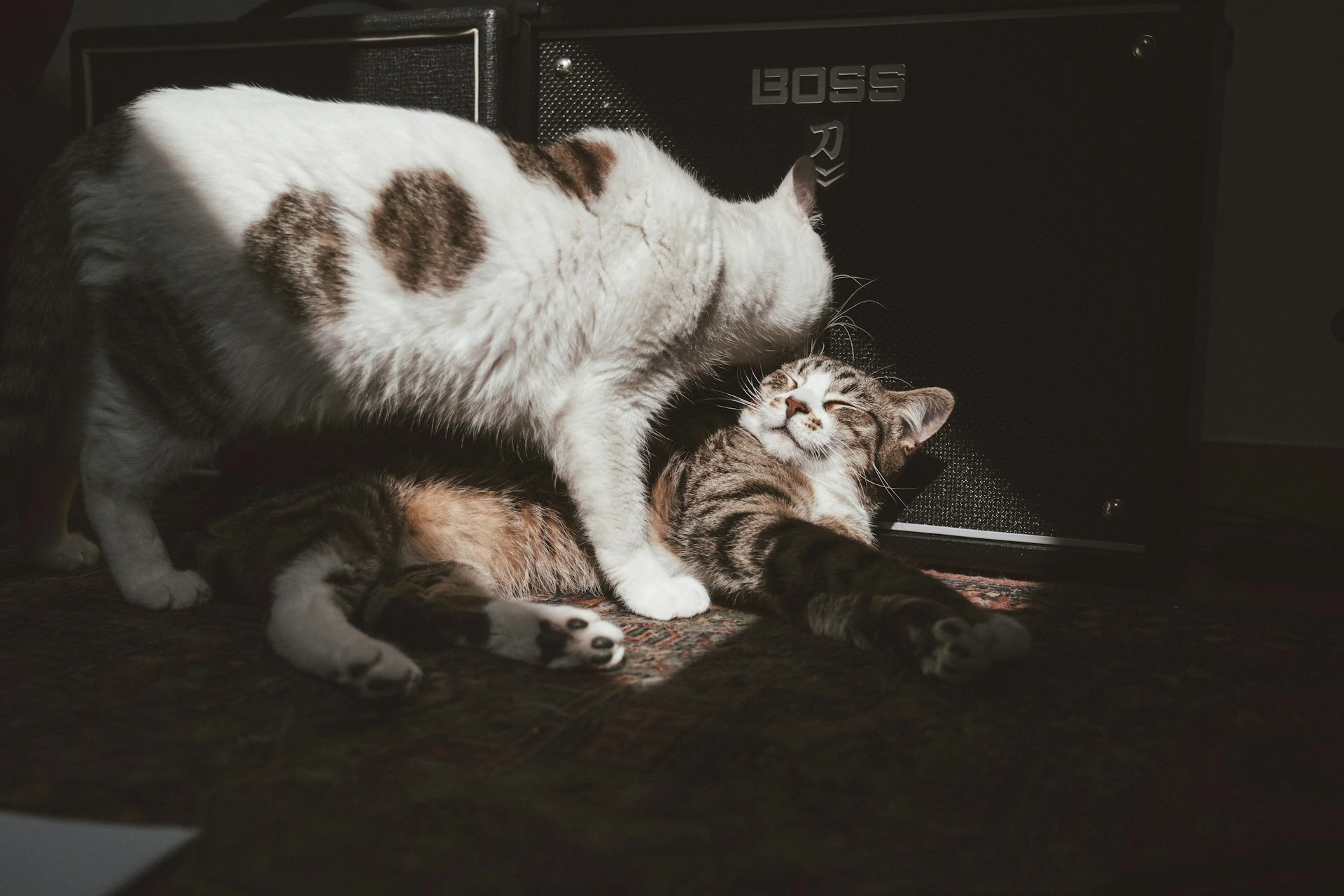A spotted white cat nuzzles a striped cat with its eyes closed, while they lie on a rug.