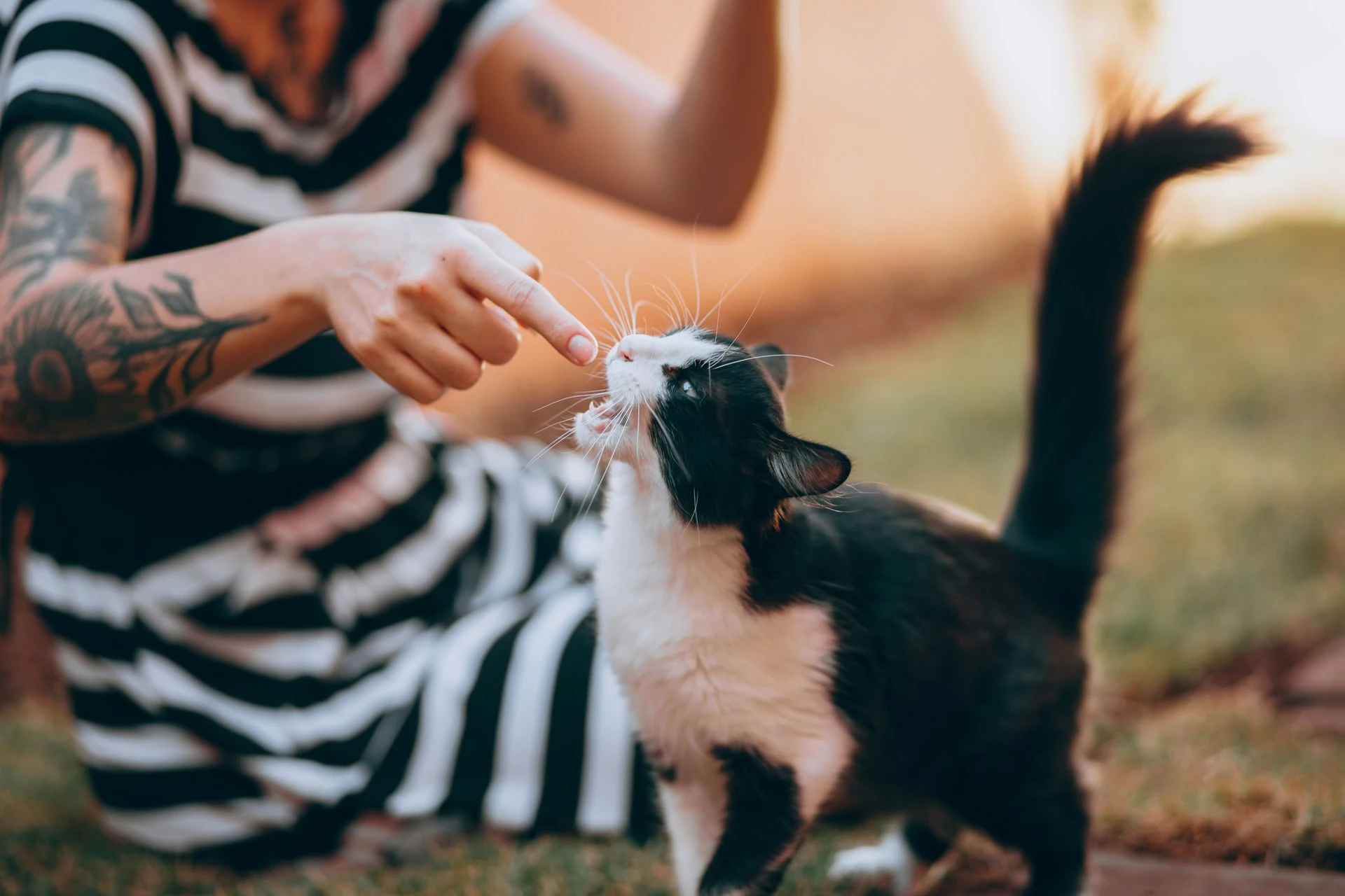 A black and white cat bites a person's finger.