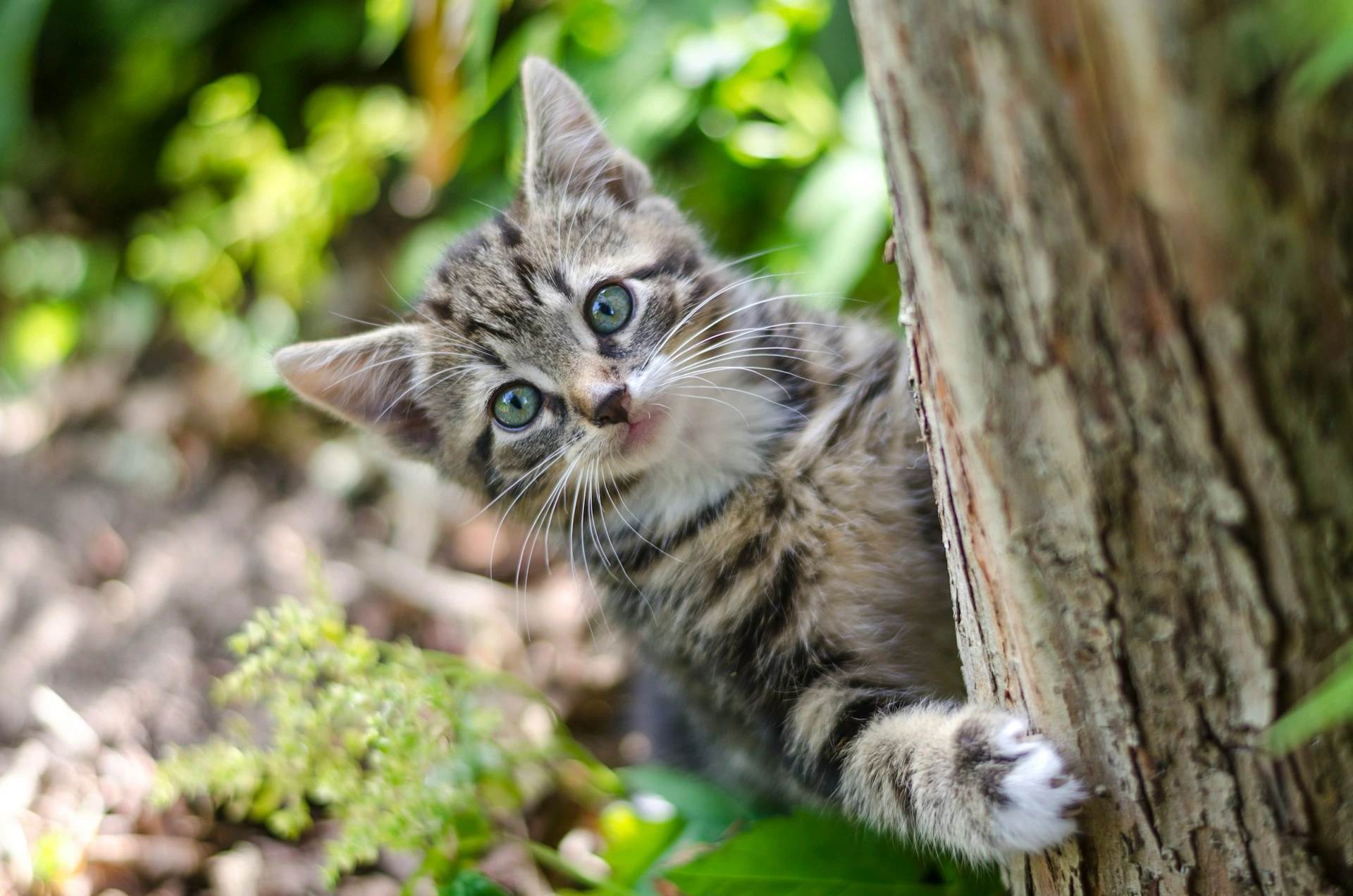 A striped gray tabby kitten with bright green eyes peeks out from behind a tree.