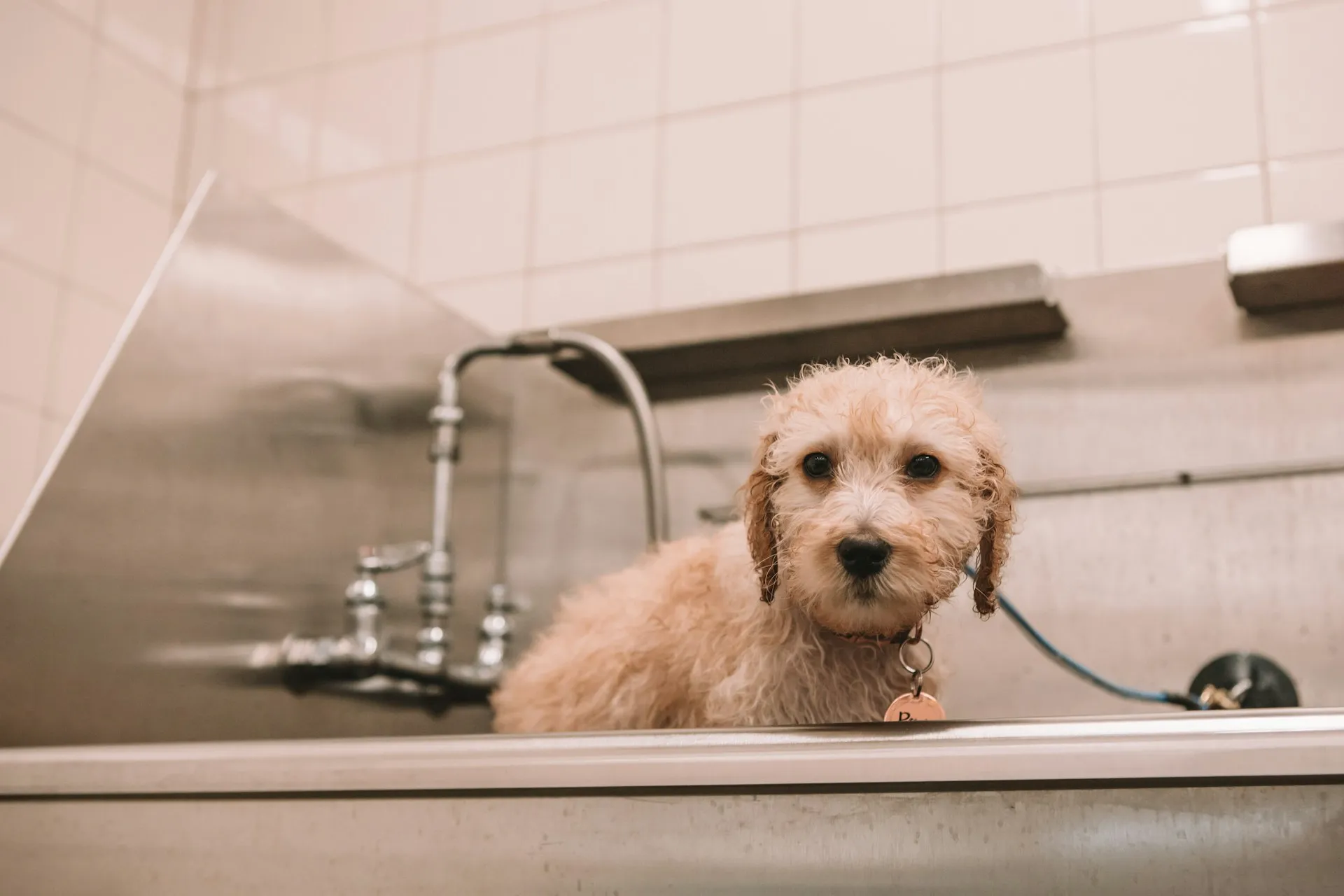 A wet, light brown Goldendoodle puppy sits in a stainless steel sink.