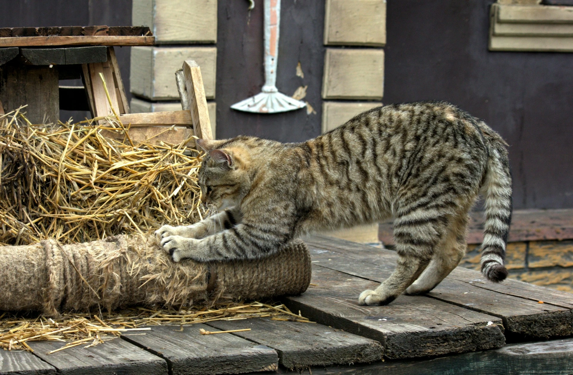 A cat scratching its claws on a rope-wrapped post next to a bale of straw.