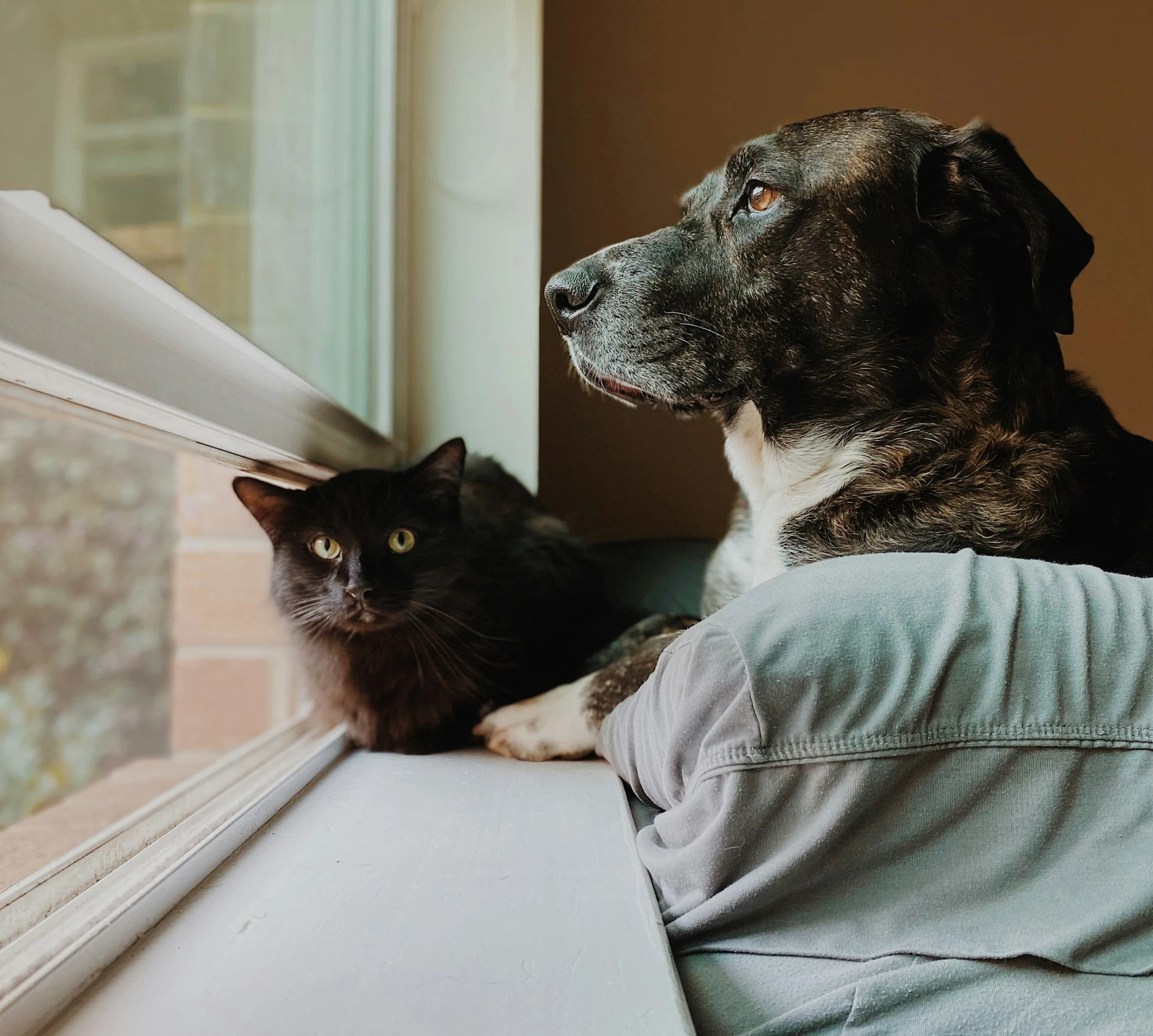 A large brindle dog and a small black cat sit together on a windowsill.