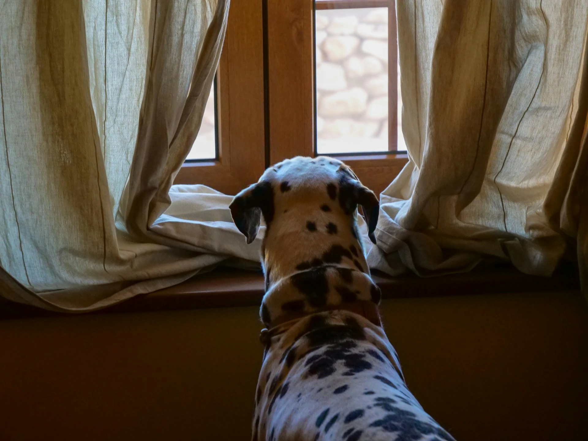 A dalmatian-spotted dog looks out a window.