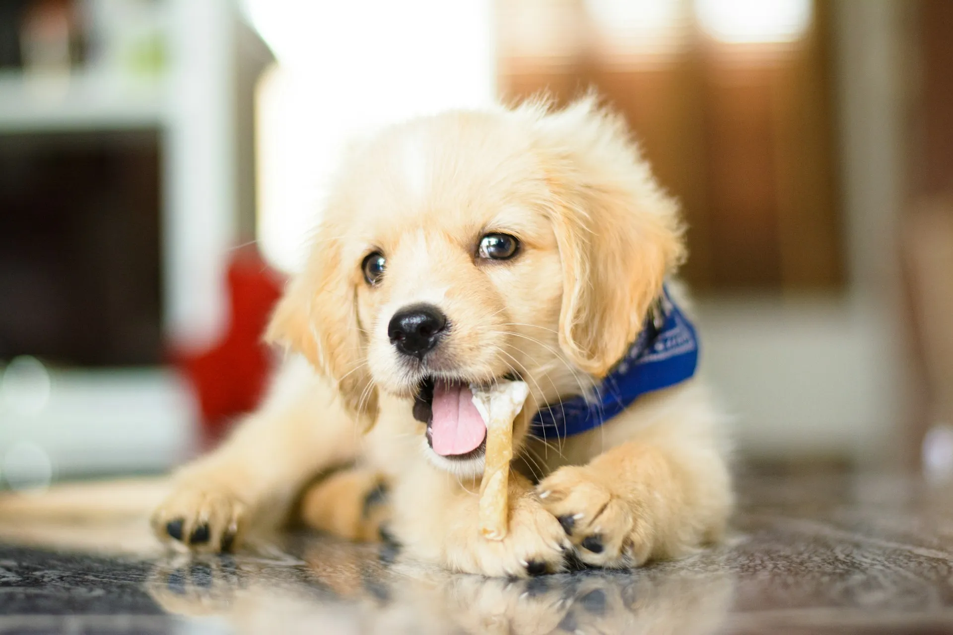 A small golden puppy with a blue bandana chews on a bone.