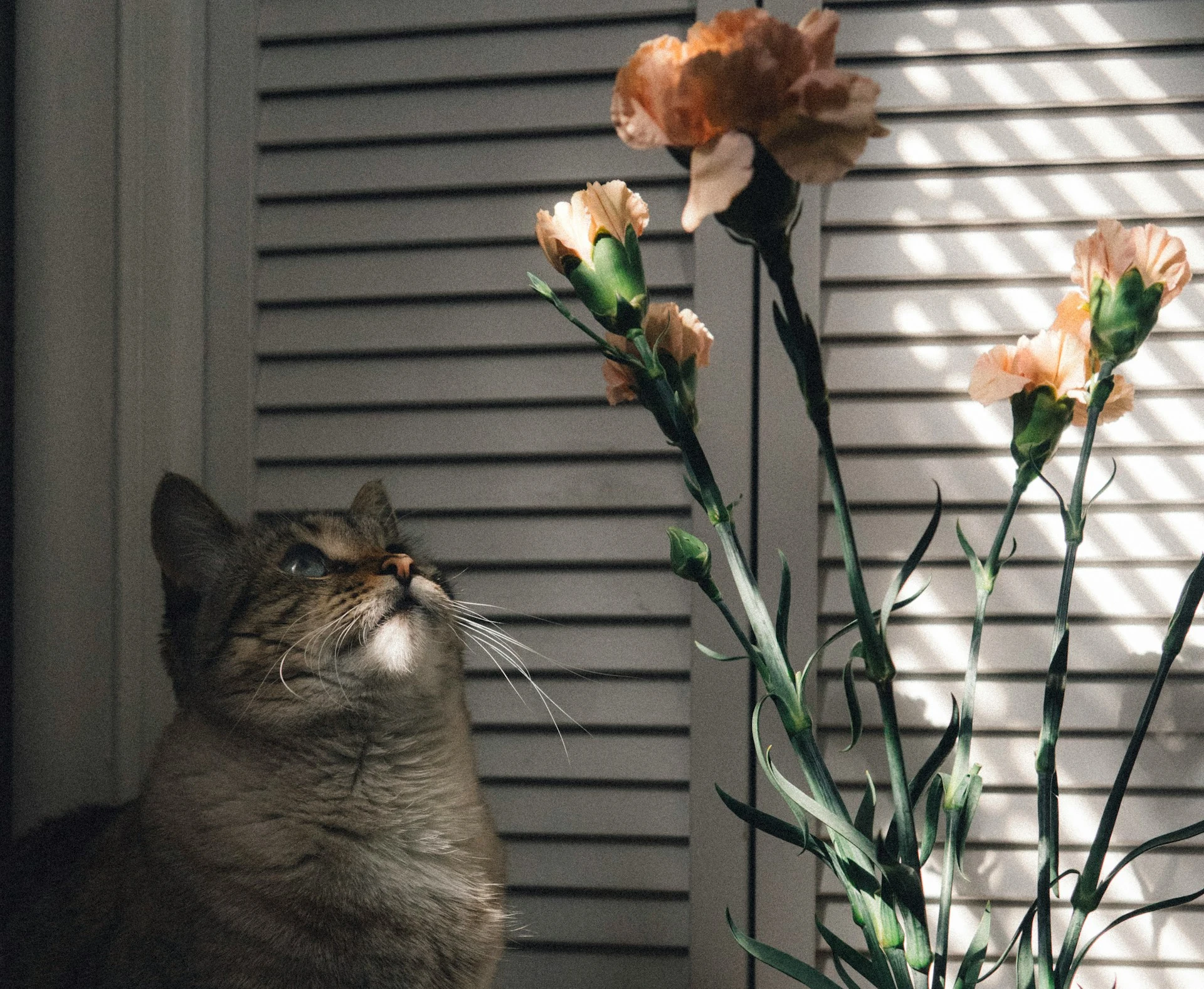 A striped brown cat sits next to a vase of peach-colored carnation flowers and looks upward.