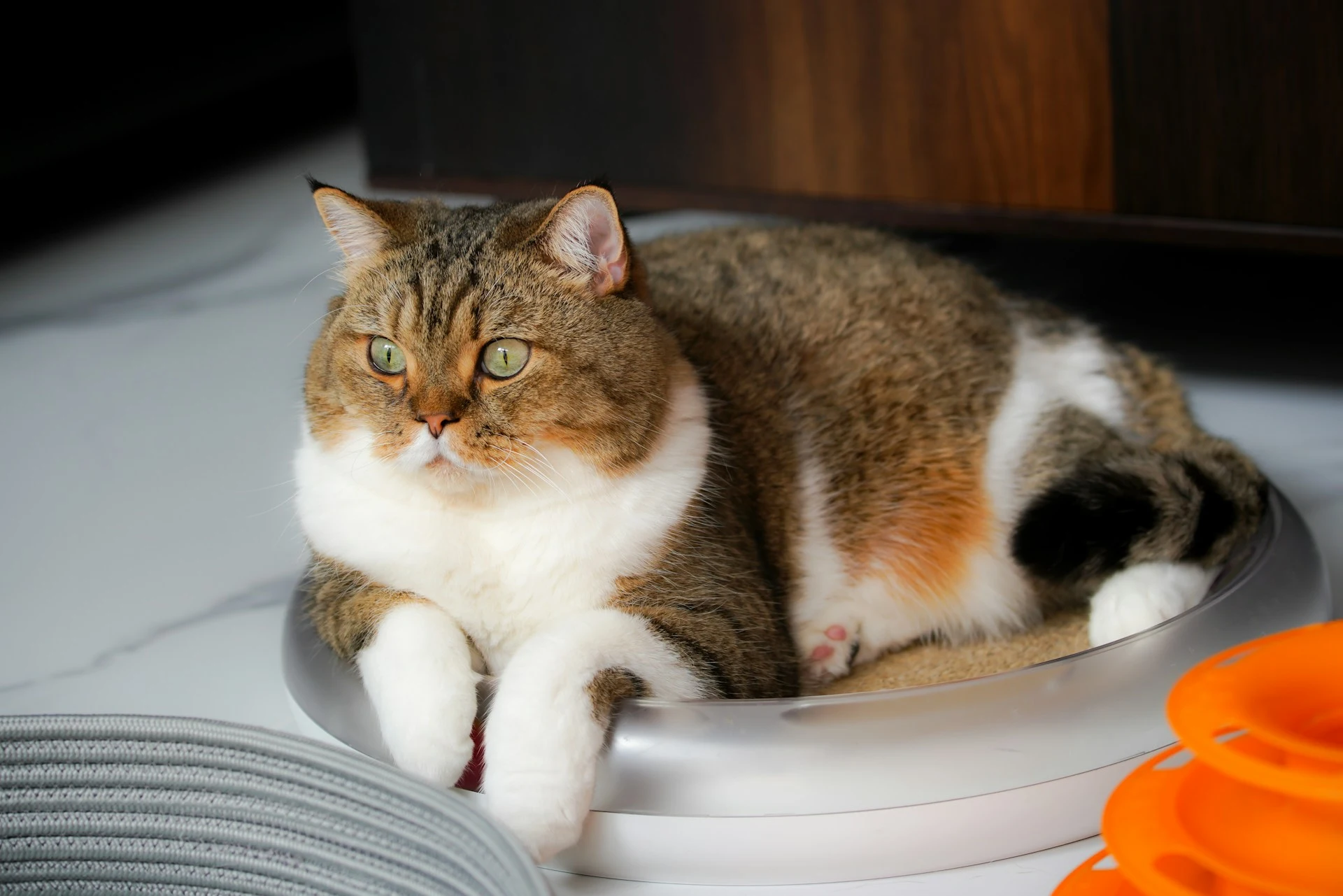 A chubby tabby cat with green eyes lies on a silver-rimmed pet bed.
