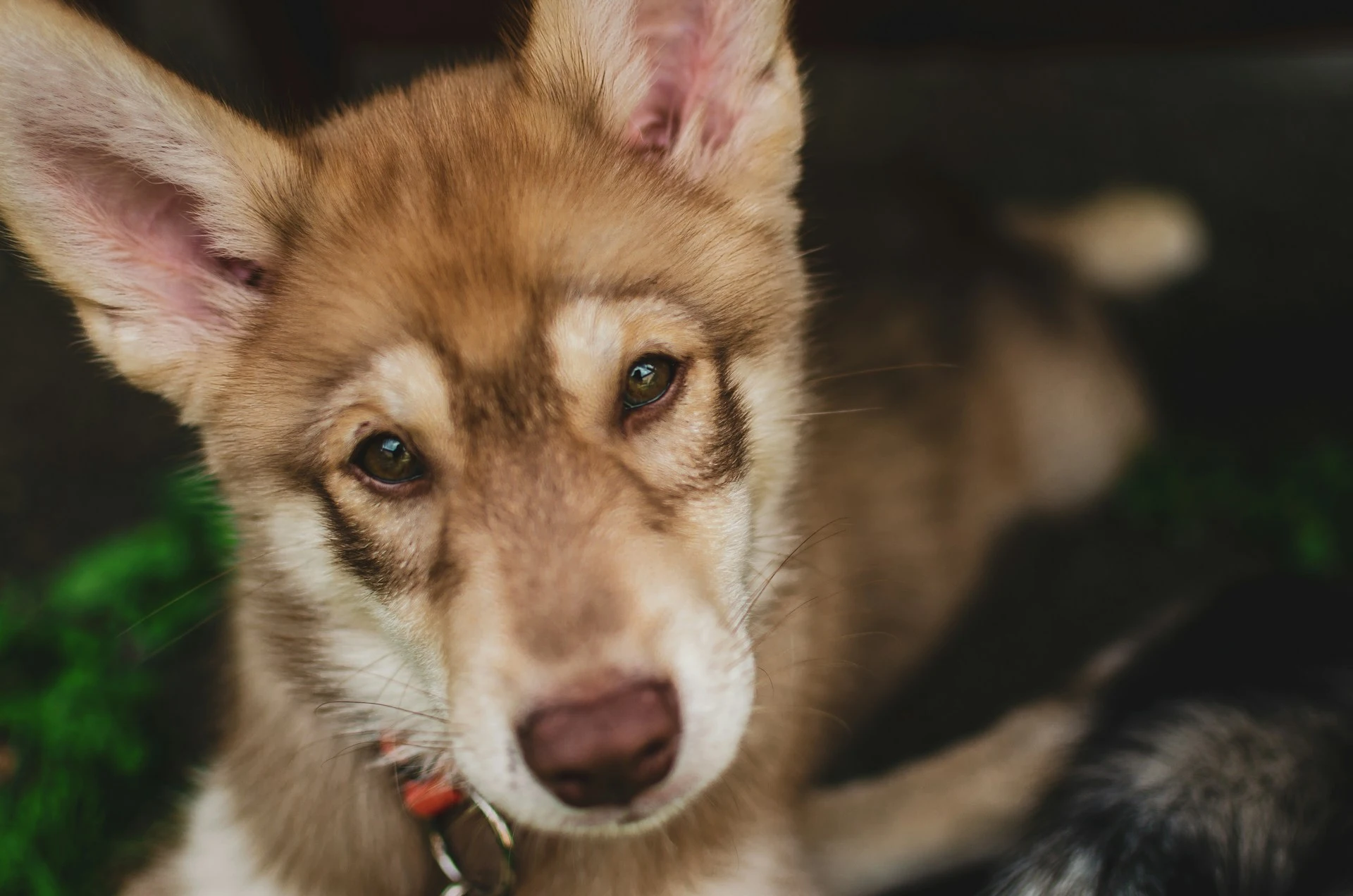 A puppy with pointy ears looks directly at the camera.
