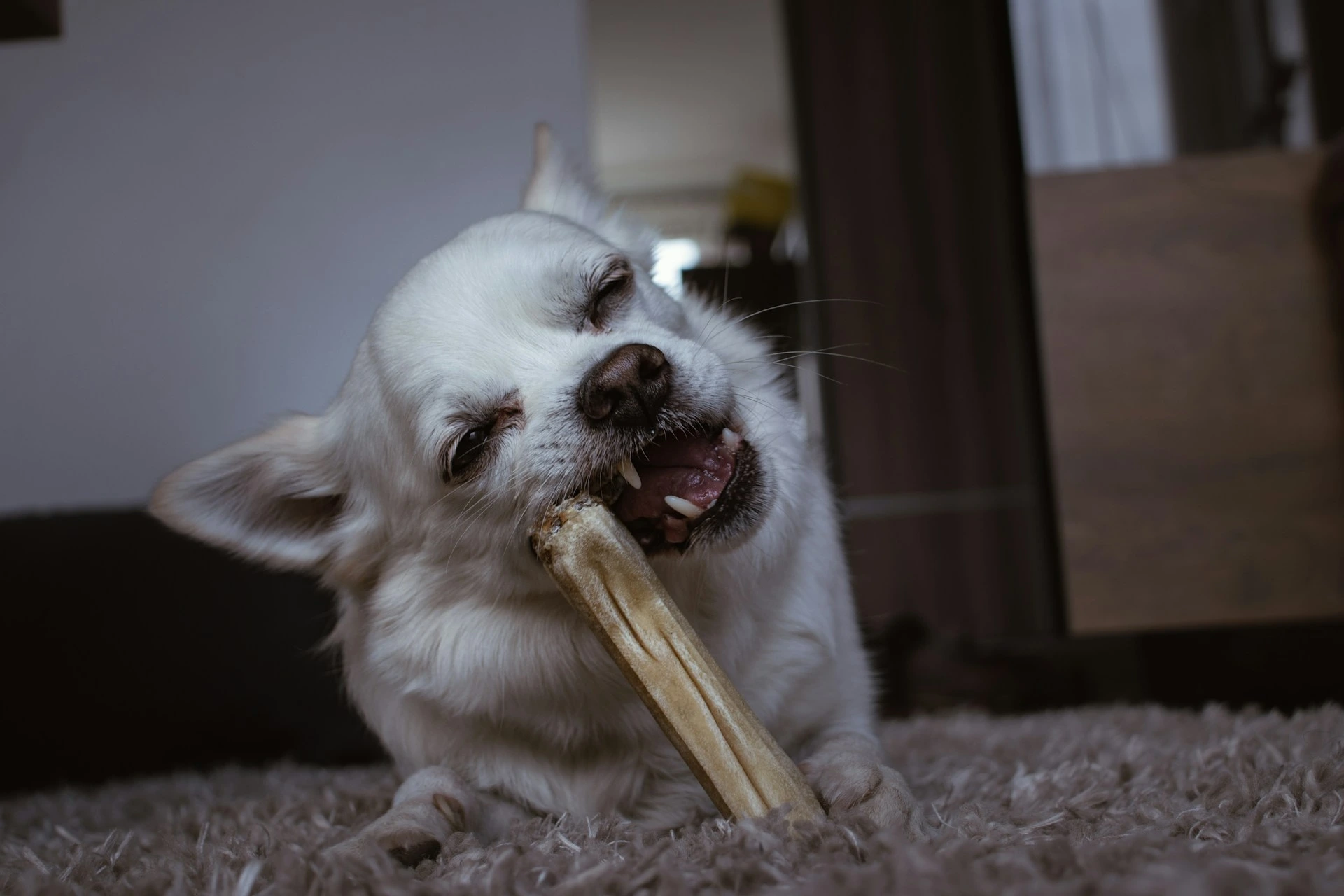 A small white Chihuahua dog chews on a large bone.