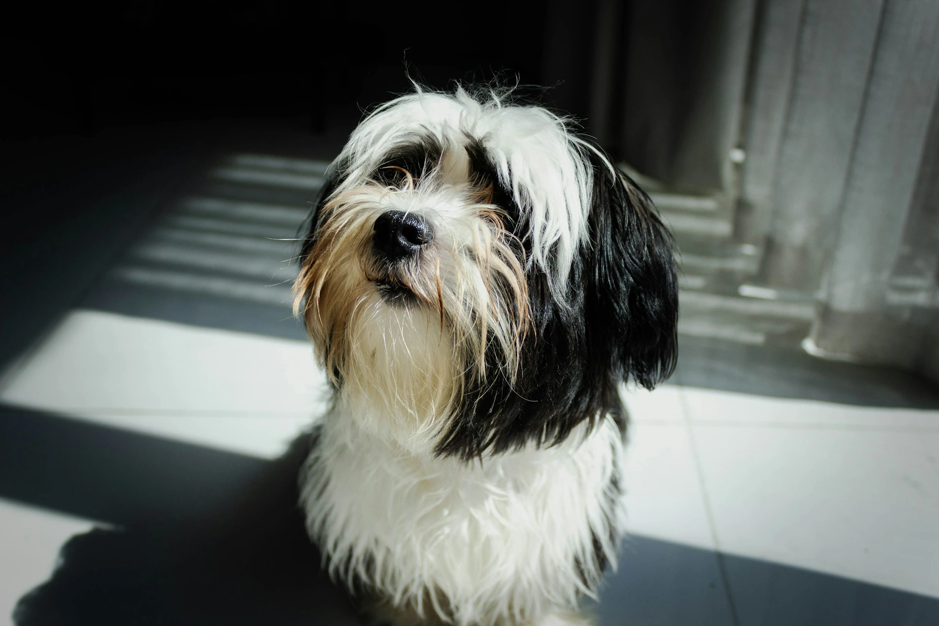 A small black and white dog sits on a white tile floor.