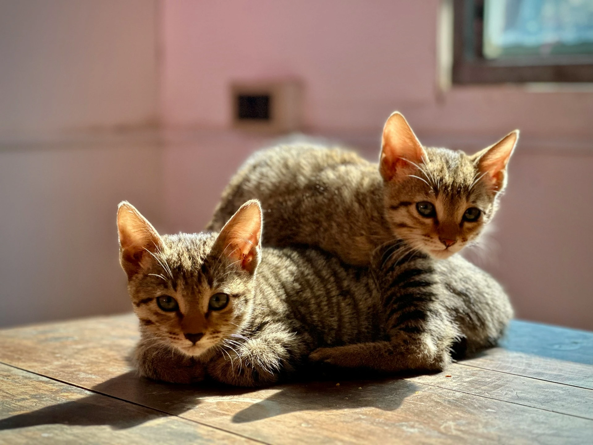 Two brown striped kittens lie on a wooden table, one on top of the other, bathed in sunlight.