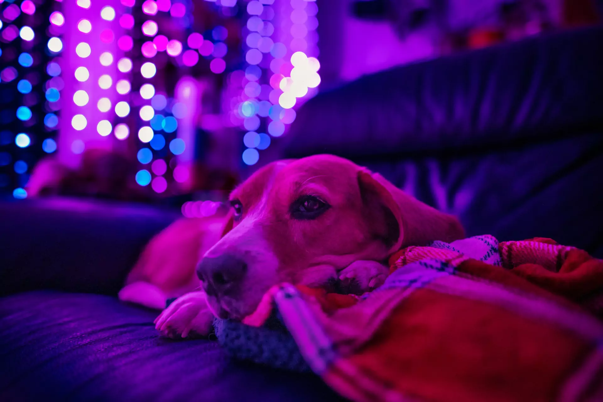 A dog lies on a couch, illuminated by purple and blue lights.