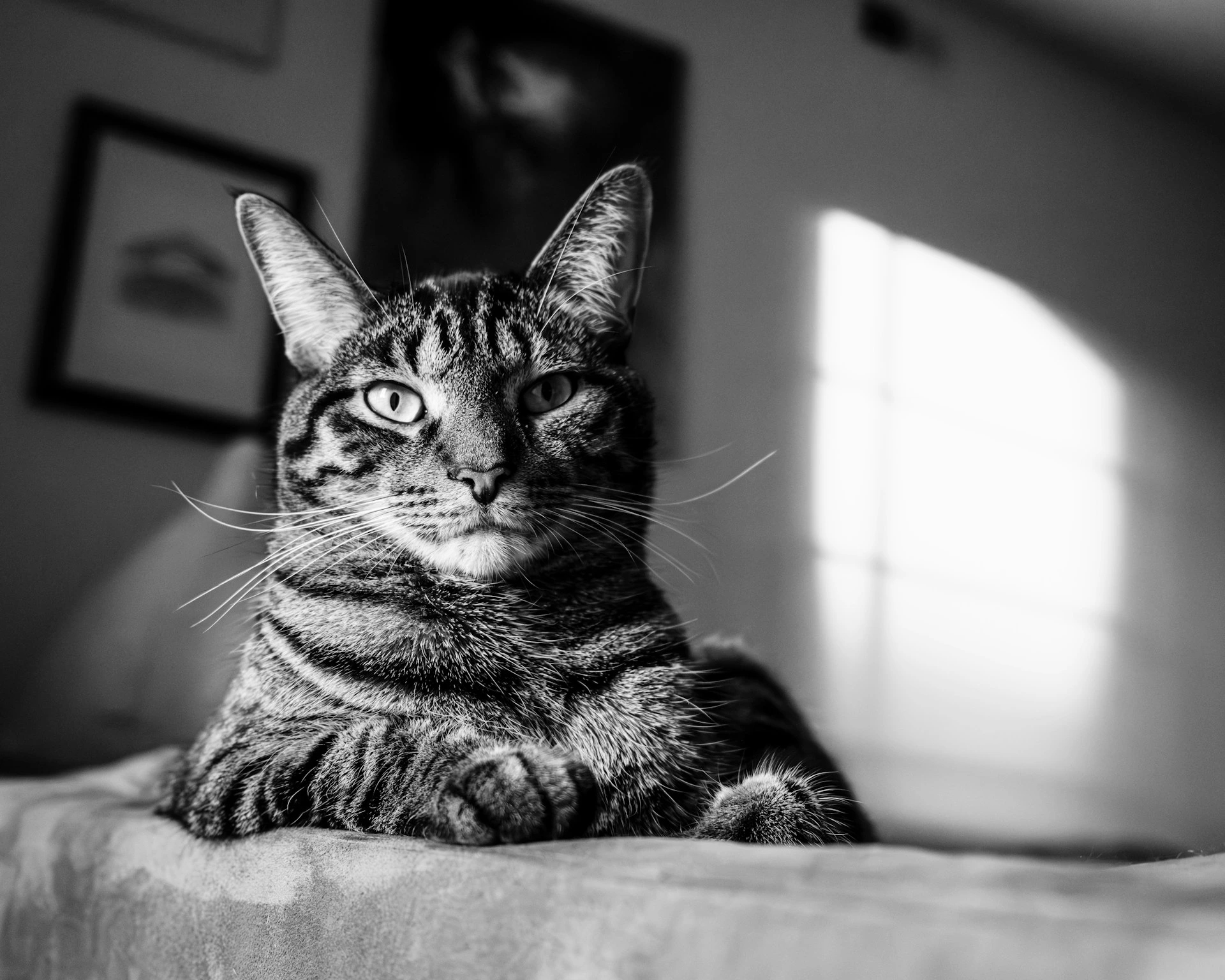 A black and white photo of a striped tabby cat resting its paws on a couch.