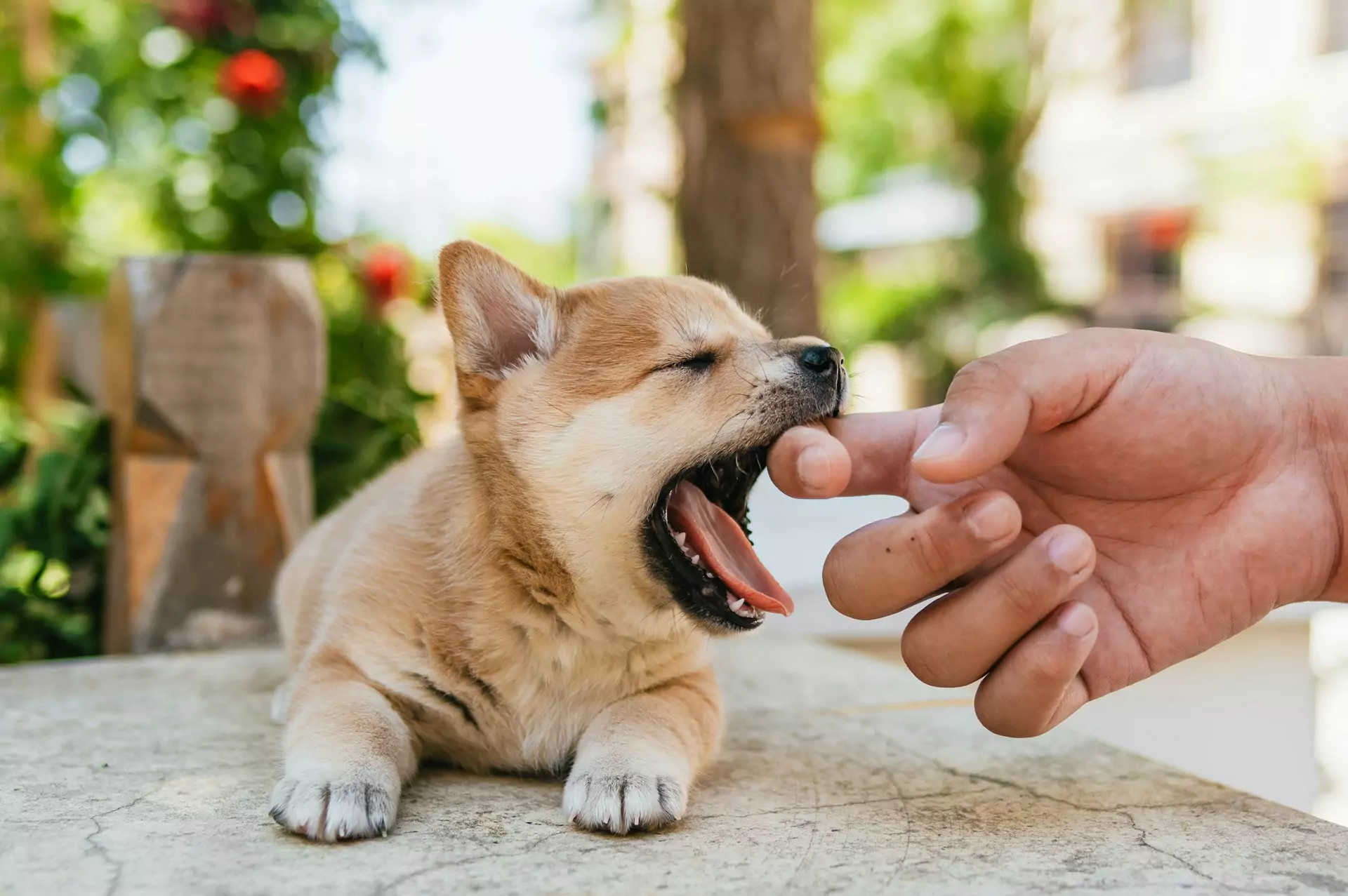 A tiny tan puppy with its eyes closed playfully bites a person's finger.
